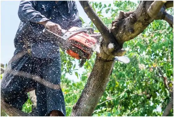 tree services Fall Creek